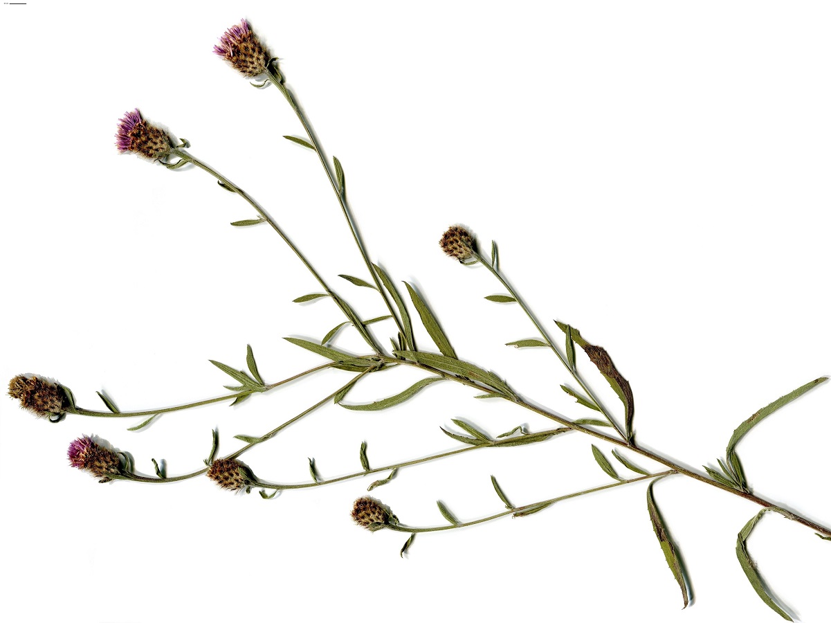 Centaurea debeauxii subsp. debeauxii (Asteraceae)